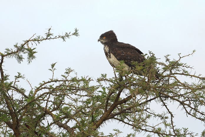 Dal Serengeti: Circaetus beaudouini, aquila serpentaria di Beaudouin